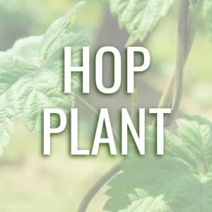 Bramling Hop Plant